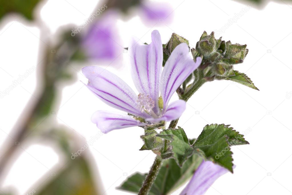 Close up view of the beautiful  lavatera cretica flower.