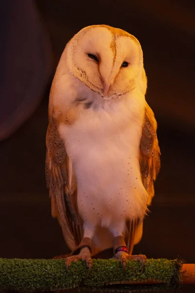 Barn owl (Tyto alba) — Stock Photo, Image