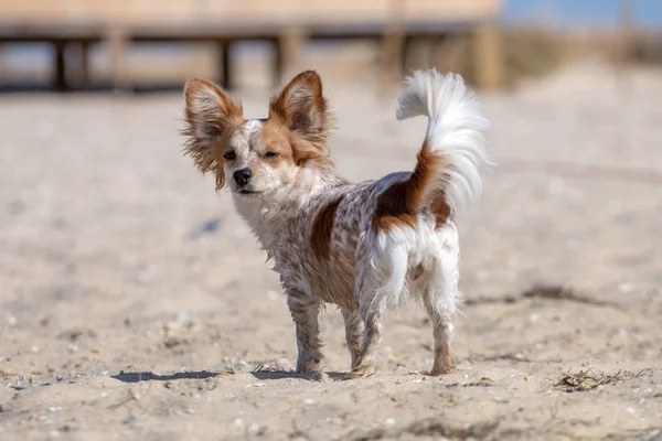 Small puppy on the sandy beach — Stock Photo, Image