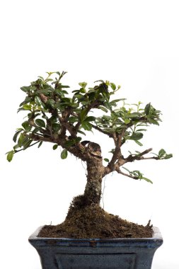 güzel bonsai ağacı