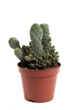 Vazodaki küçük kaktüs