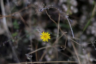Düzgün hawksbeard çiçek