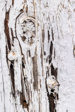  eski ahşap kapı doku