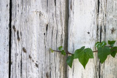  Sarmaşık bitkisiyle eski ahşap kapı dokusu