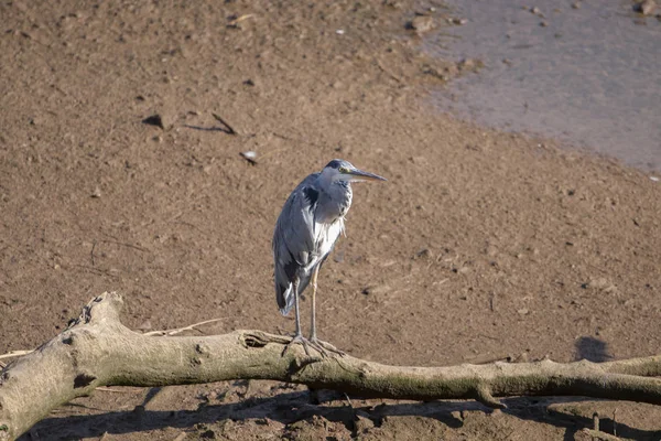 Garza gris - Ardea cinerea bird — Foto de Stock