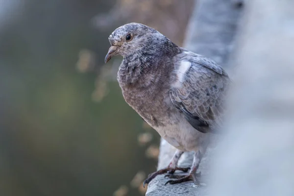 Městský holub na městě — Stock fotografie