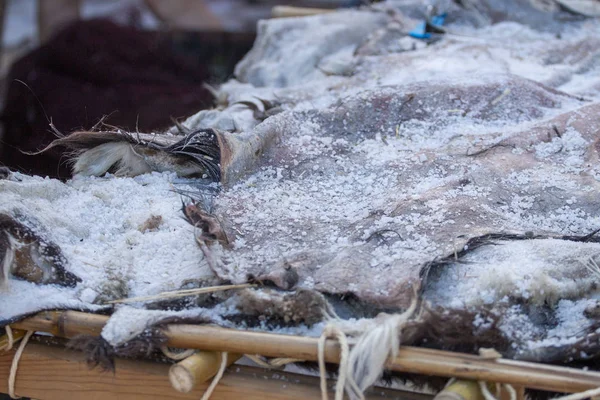 Animal hide being salted for drying