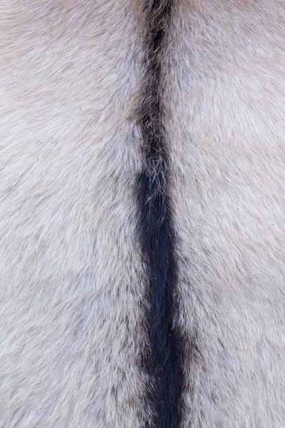 Black and white goat fur texture — Stock Photo, Image