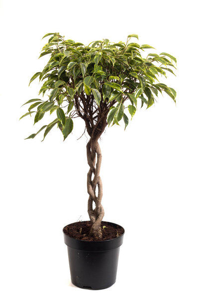 ficus benjamina houseplant