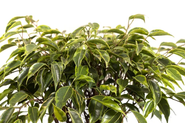 Ficus benjamina tanaman rumah tangga — Stok Foto