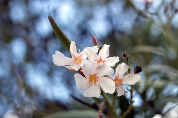 Oleander Flowers (Nerium oleander) — Stock Photo, Image