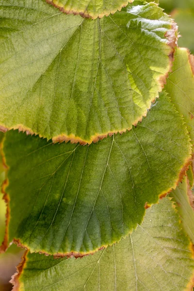 Tilia americana leaves — Stock Photo, Image