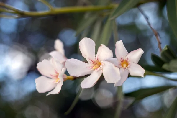 Olajbogyó-virágok (Nerium oleander)) — Stock Fotó