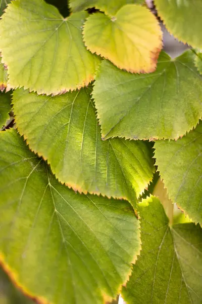 Tilia americana leaves — Stock Photo, Image