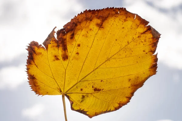 Beautiful autumn yellow leaf — Stock Photo, Image