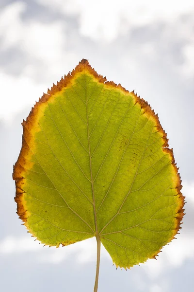 Tilia americana blad — Stockfoto