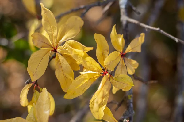 Feuilles d'arbre de grenade — Photo