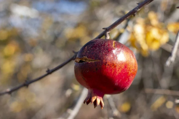 Grenade fruit pendaison — Photo