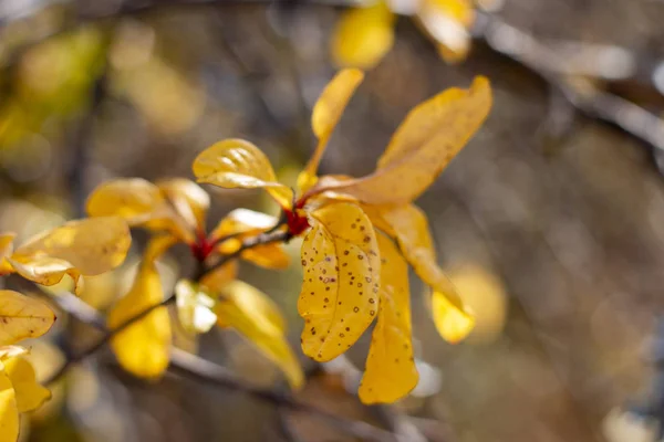 Листья граната — стоковое фото