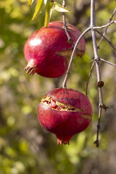 Granatäpplen som hänger — Stockfoto