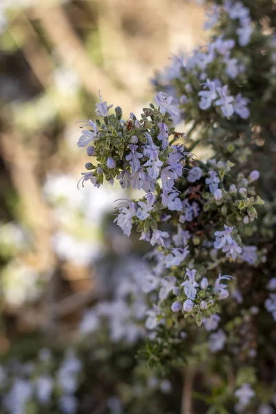 Rosemary blossom flower — Stock Photo, Image