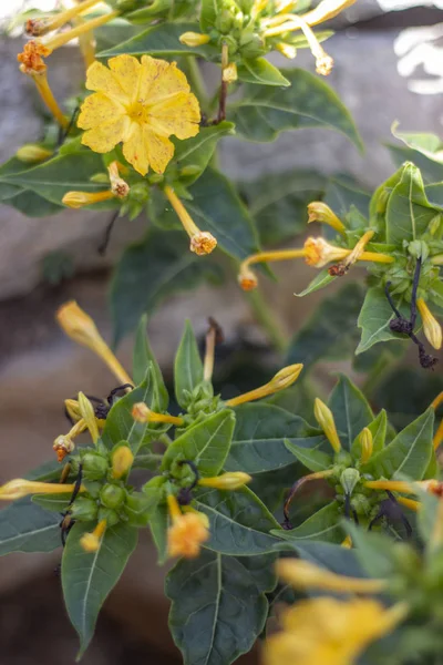 Perui (Mirabilis jalapa) virág csodája — Stock Fotó