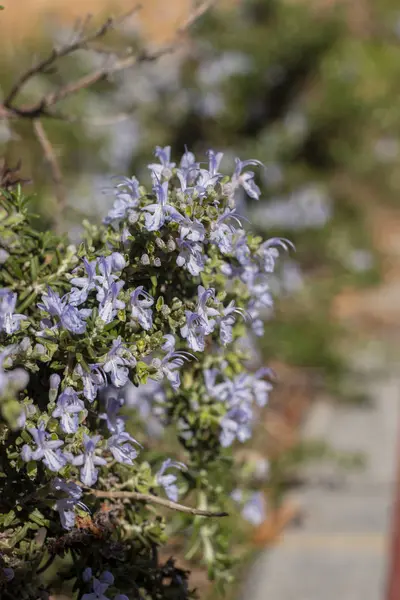 Rosemary blossom flower — Stock Photo, Image