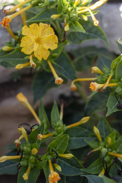 Peru Mucizesi (Mirabilis Jalapa) çiçeği — Stok fotoğraf