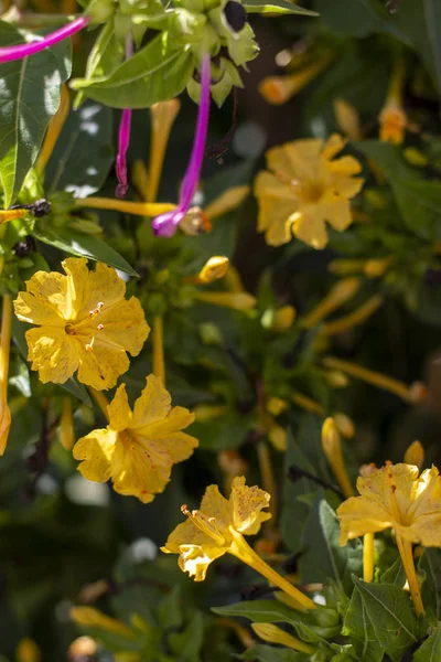 Цветок чудес Перу (Мирабес халапа) — стоковое фото