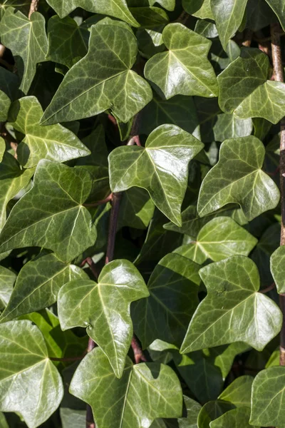 Green ivy climbing in garden — Stock Photo, Image