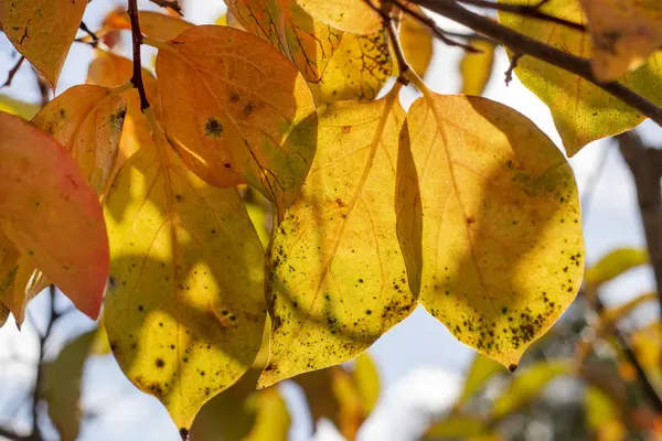 Schöne herbstliche Äste — Stockfoto