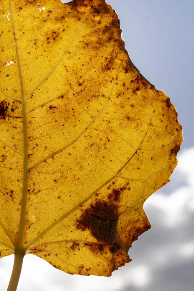 Single fig leaf closeup — Stock Photo, Image