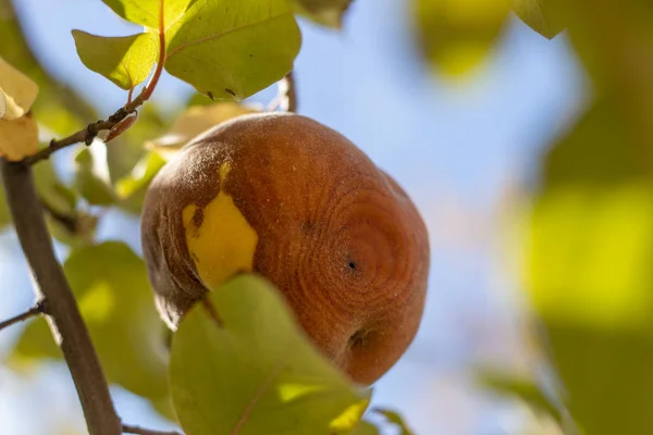 Rotten apple on tree — Stock Photo, Image