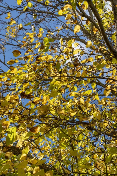 Beautiful autumn tree branches — Stock Photo, Image