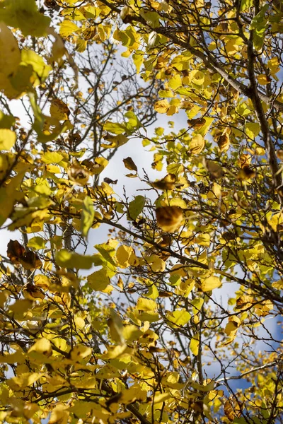 Hermosas ramas de árboles de otoño — Foto de Stock