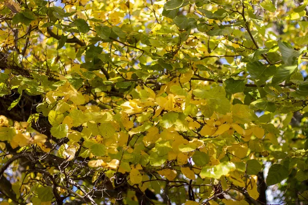 Beautiful autumn tree branches — Stock Photo, Image