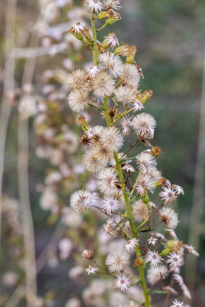 Dittrichia graveolens flower — 스톡 사진