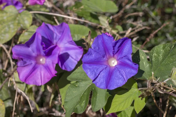 Purple morning glory flowers — Stock Photo, Image