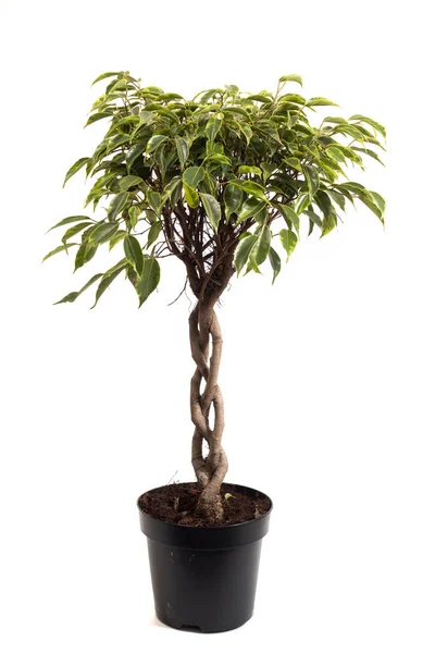 Ficus benjamina houseplant — Stock Image Ficus benjamina houseplant Stock Picture