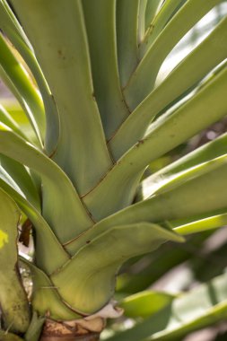 agave attenuata kaktüs bitkisi