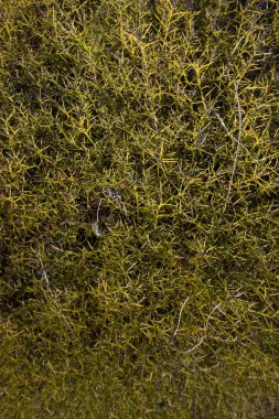 Ulex erinaceus bitkisi