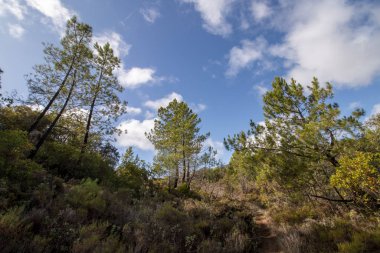 genç çam ağaçları