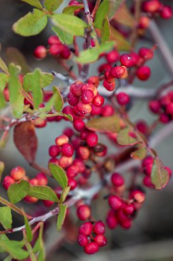 mastik çalı (Pistacia mercimek)