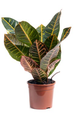 Bahçe crotonu (Codiaeum varegatum)