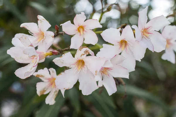 Άνθη πικροδάφνης (Nerium oleander)) — Φωτογραφία Αρχείου