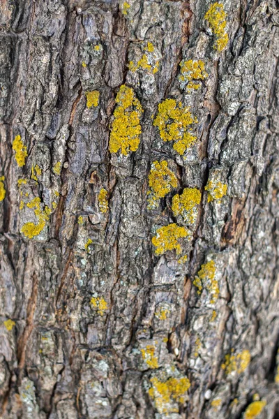 Kůra stromů pokrytá žlutým lišejníkem. — Stock fotografie