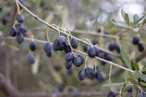Větev z černých oliv — Stock fotografie