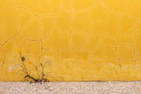 Textuur van een oude gele muur — Stockfoto