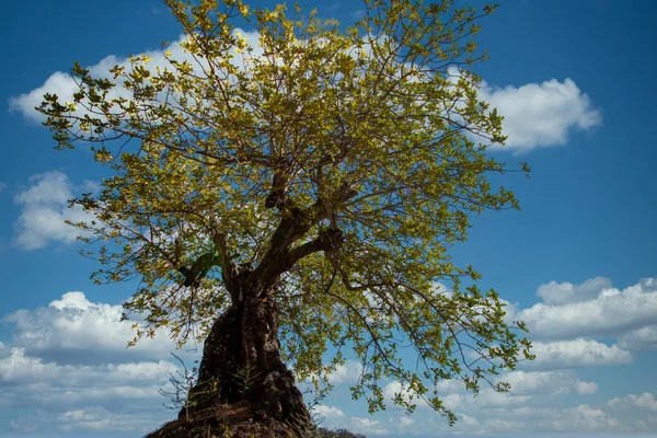Drzewo karobowe na gruntach uprawnych — Zdjęcie stockowe