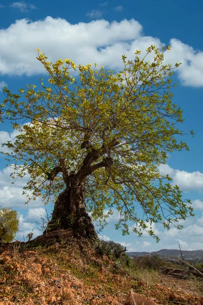 Carob tree in cultivated land — Stock Photo, Image